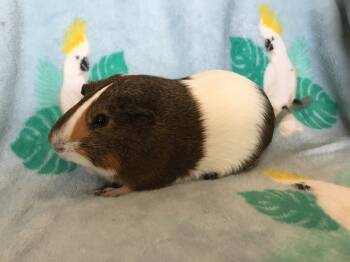 Rescue Guinea Pig Guinea Pigs for Adoption in San Diego, California - Doger Roger | PetCurious